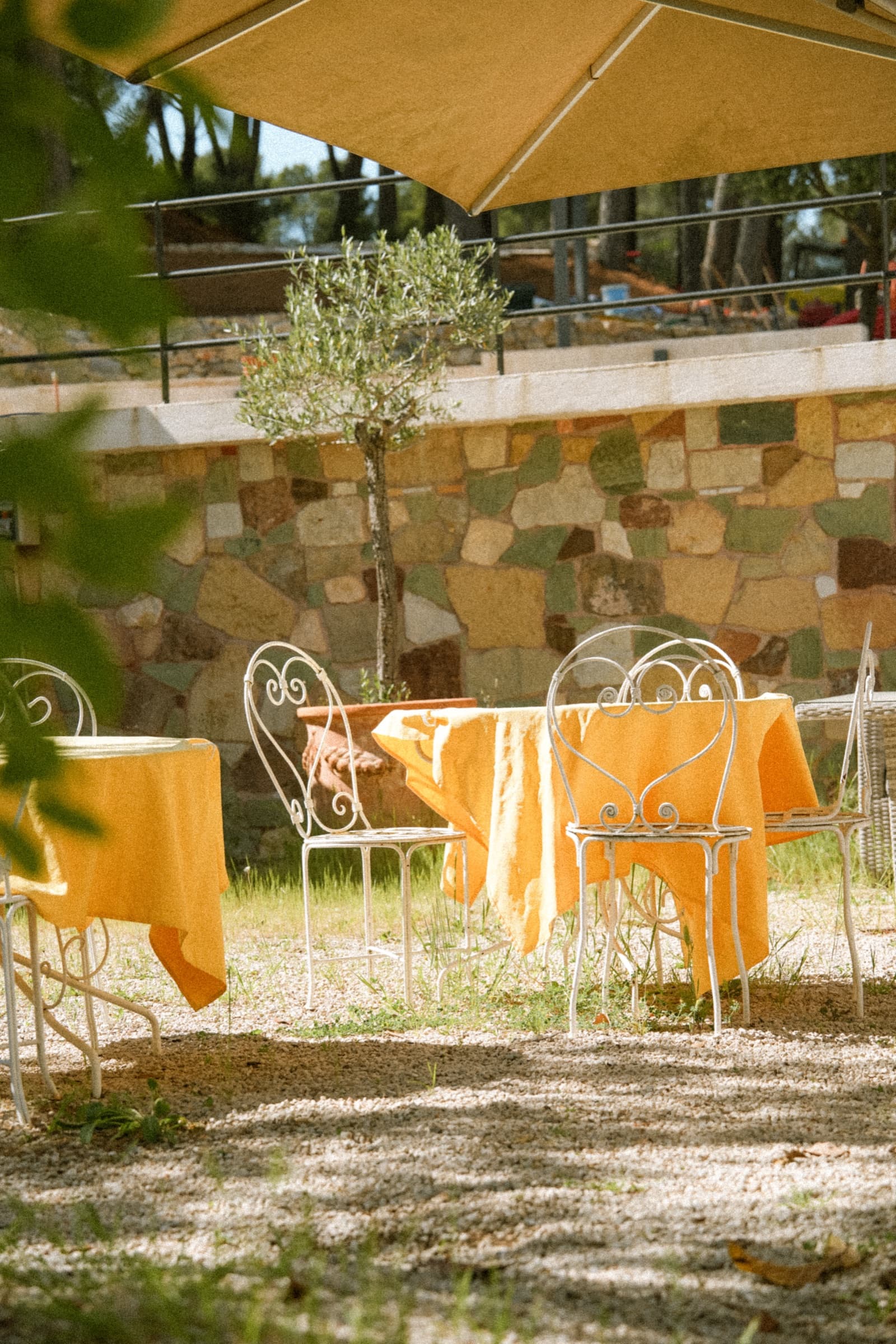 Transats lounge sous la pinède dense
